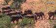 Desert Elephants
